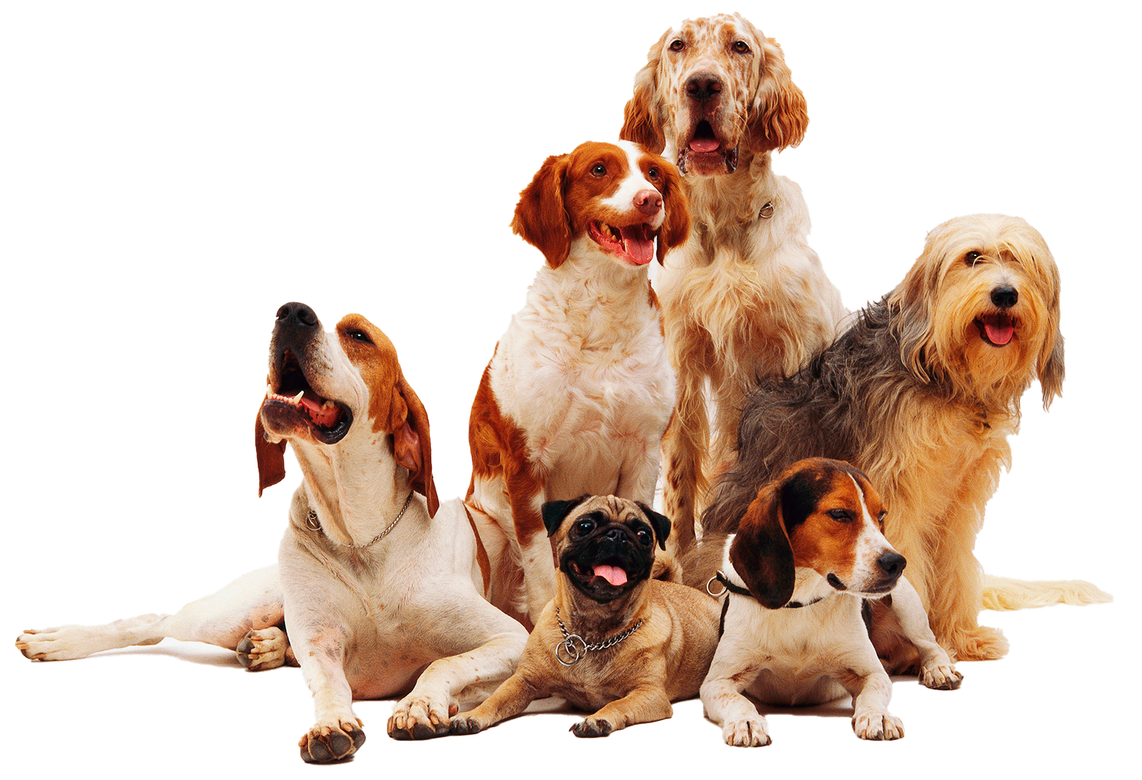 Veterinário cuidando de pets na clínica Doggo Pet